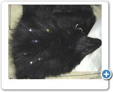collection 4 struds+strass lights on fox